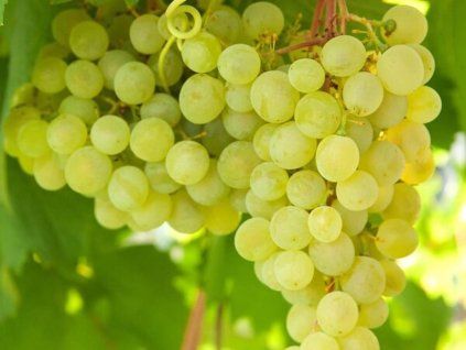 Réva vinná 'Supaga'  Vitis vinifera 'Supaga'