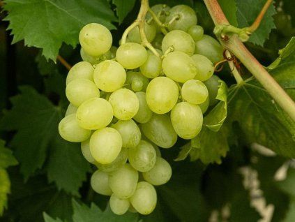 Réva vinná 'Romulus'  Vitis vinifera 'Romulus'