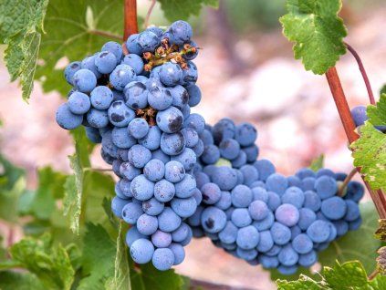Réva vinná 'Mars'  Vitis vinifera 'Mars'
