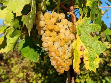 Réva vinná 'Garant'  Vitis vinifera 'Garant'