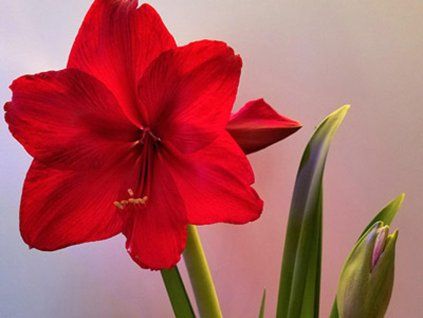 red extra