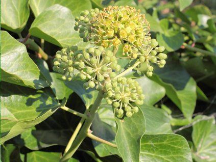 arbore