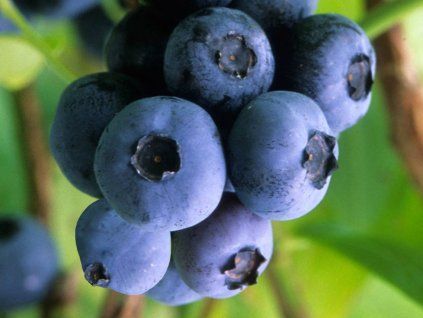 Kanadská borůvka 'Goldtraube 71'  Vaccinium corymbosum 'Goldtraube 71'