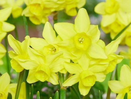 golden bouquet