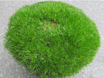 117346 chmerek peppin scleranthus uniflorus peppin