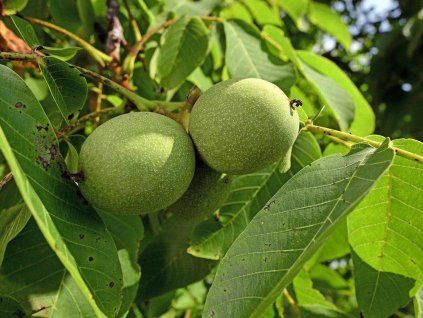 Ořešák 'Dwarf Karlik 3'  Juglans regia 'Dwarf Karlik 3'
