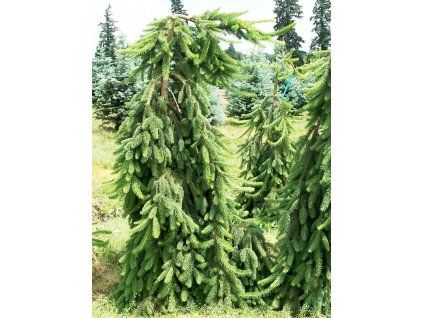 bohemica pendula