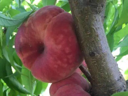 Broskvoň 'Plane Delicious'  Prunus persica 'Plane Delicious'