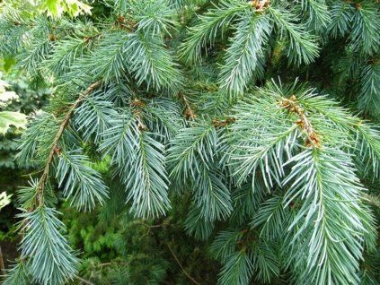 pyramidalis glauca