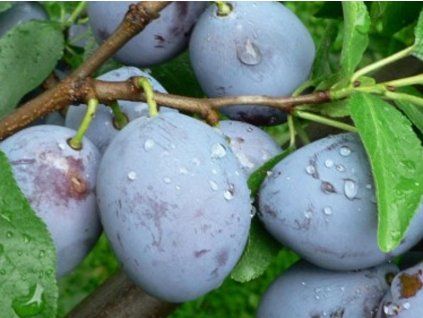 Švestka 'Černčická'  Prunus domestica 'Černčická'