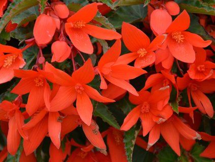 117566 1 begonie bertinii boliviensis orange