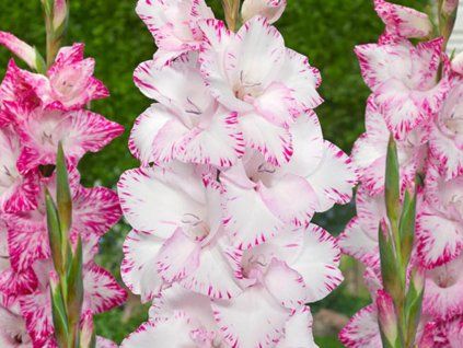Mečík 'My Love'  Gladiolus'My Love'