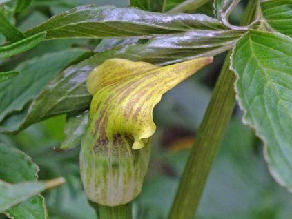 Arisaema flavum  Arisaema flavum