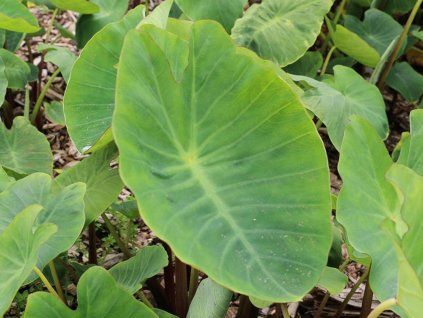 Kolokázie jedlá  Colocasia esculenta