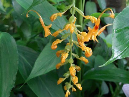 Globba schomburgkii  Globba schomburgkii
