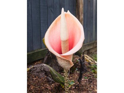 Zmijovec cibulonosný  Amorphophallus bulbifer