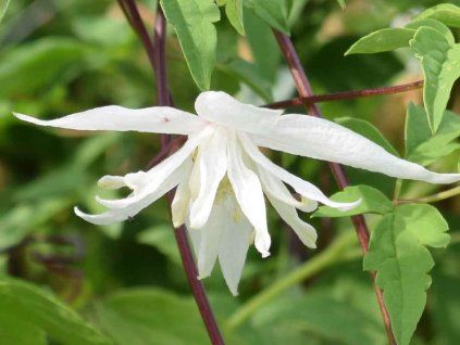 Plamének 'Albina Plena'  Clematis 'Albina Plena'
