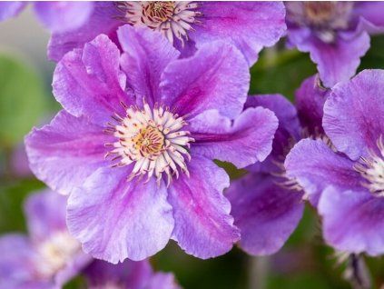 Plamének 'Ashva'  Clematis 'Ashva'