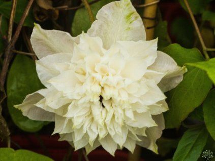 118229 2 118229 2 clematis first light 1