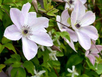 Plamének 'Fairydust'  Clematis 'Fairydust'