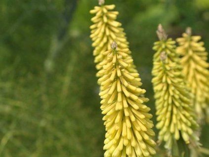 Mnohokvět 'Green Jade'  Kniphofia 'Green Jade'