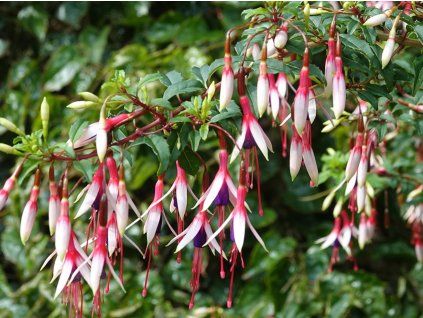 Fuchsie magellonská var. auraco  Fuschsia magellanica var. arauco