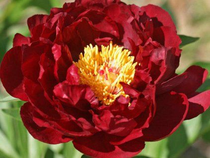 red glory