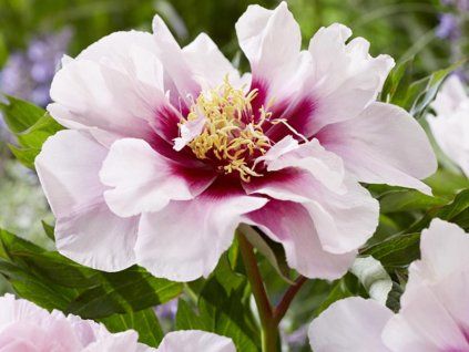 118550 pivonka itoh cora louise paeonia itoh cora louise