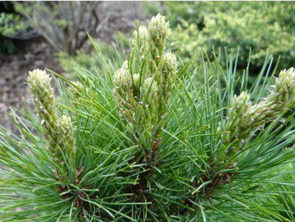 Borovice rumelská 'Bitola'  Pinus peuce 'Bitola'