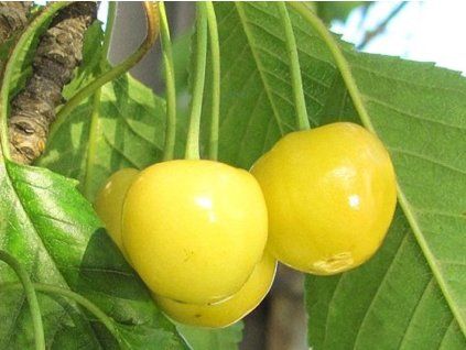118637 tresen donissenova yellow
