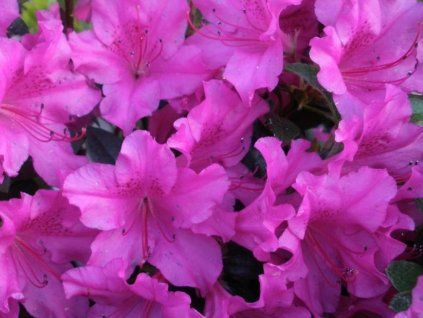 blue 1