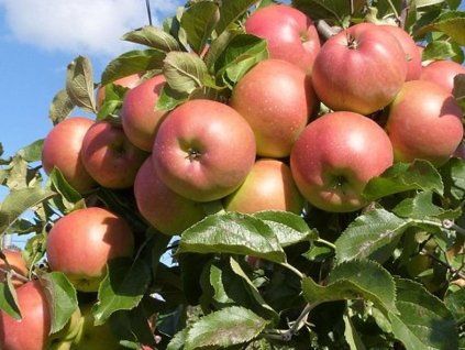 Jabloň 'Lipno'  Malus domestica 'Lipno'