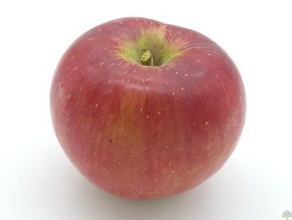Jabloň 'Rajka'  Malus domestica 'Rajka'