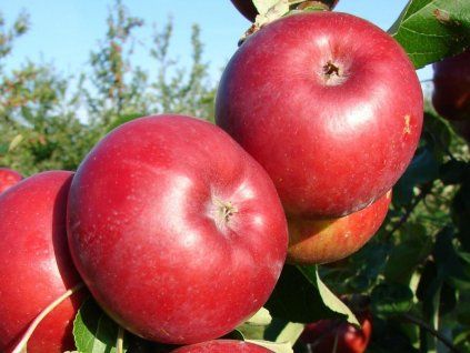 Jabloň 'Juno'  Malus domestica 'Juno'