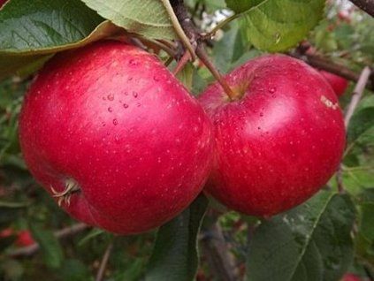 Jabloň 'Rubinola'  Malus domestica 'Rubinola'