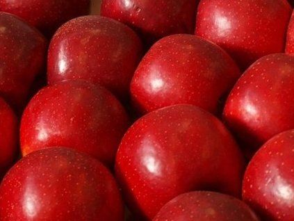 Jabloň 'Red Bohemia'  Malus domestica 'Red Bohemia'