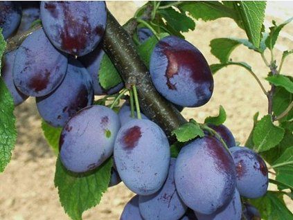 Švestka 'Čačanská rodná'  Prunus domestica ´Čačanská rodná´