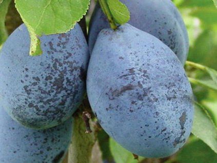 Švestka 'Stanley'  Prunus domestica ´Stanley´