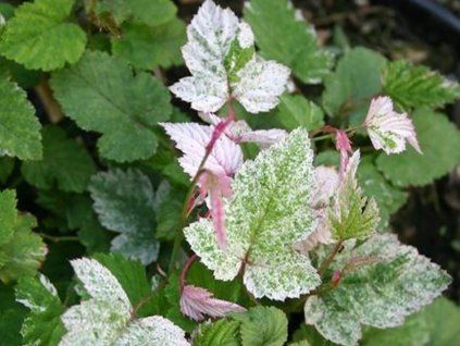 rubus