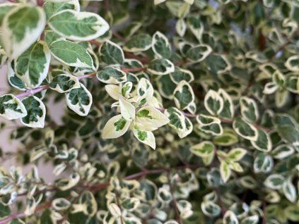 Symphoricarpos �chenaultii FIESTA BERRY 3