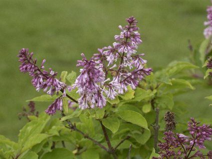telimena