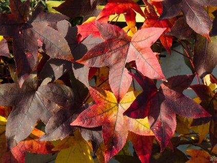 Liquidambar Schock's Gold (3)