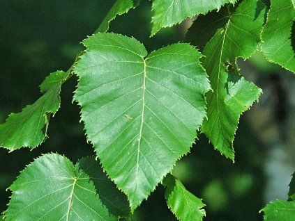 1024px Betula maximowicziana (monarch birch) 6 (25786604378)