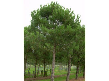 pinea