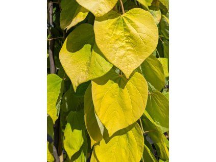 golden fals 2