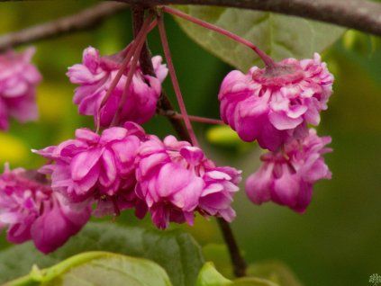 Cercis canadensis 'Pink Pom Poms' (1)