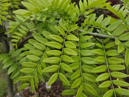 Gleditsia Bujotti (2)