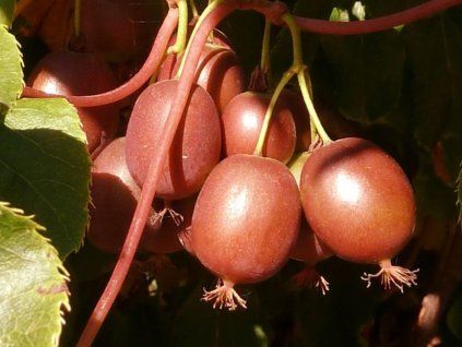 red jumbo 4