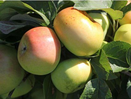 Jabloň 'Hammersteinovo'  Malus domestica 'Hammersteinovo'