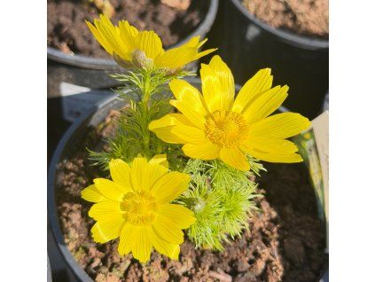 Hlaváček jarní - Adonis vernalis  Adonis vernalis